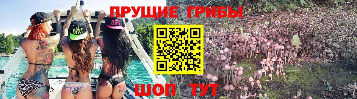 Галлюциногенные грибы прущие грибы Чернушка