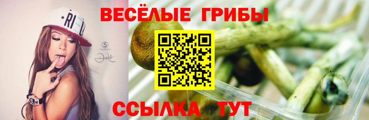 Чернушка  Псилоцибиновые грибы Magic Shrooms  продажа наркотиков  Вход с VPN 